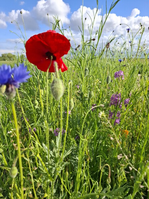 Agrarisch natuurbeheer