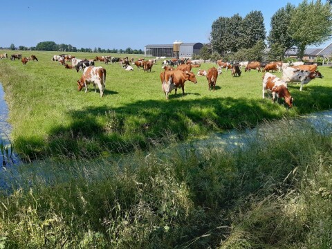 Oostdam onze boerderij 2