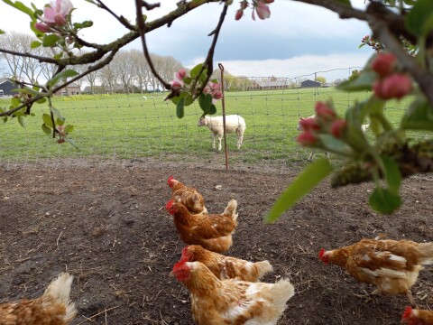 Oostdam onze boerderij 5