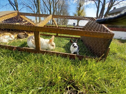 Oostdam onze boerderij 6