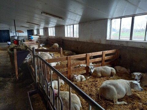Oostdam onze boerderij 7