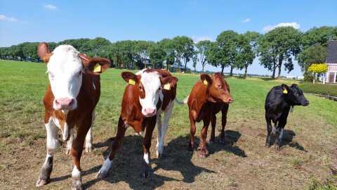 Oostdam verschillende koeienrassen
